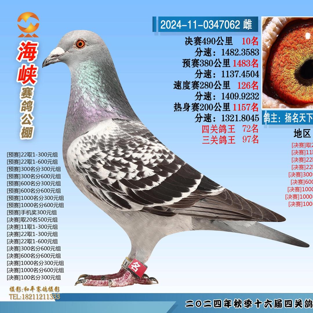 扬名天下鸽苑-徐扬明