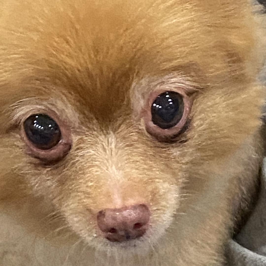 Yukiki