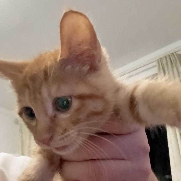 桃子•云顶之弈