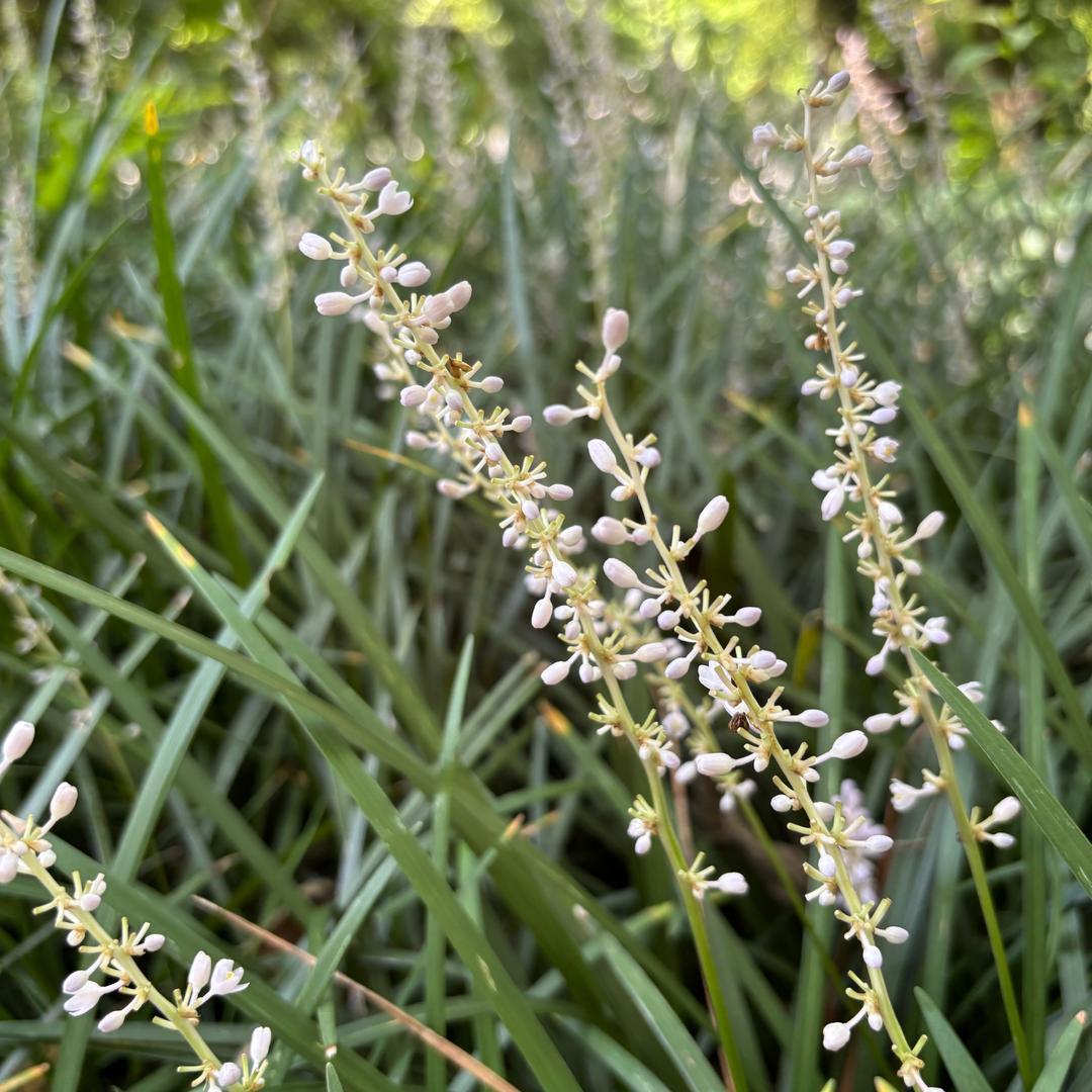 命里无时我强求