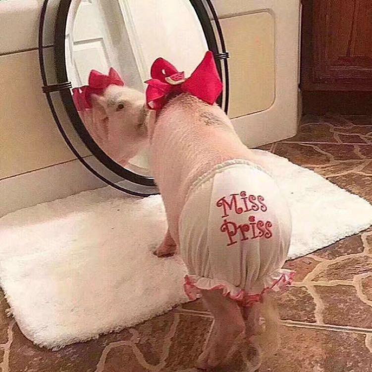 你是一支猪🐽