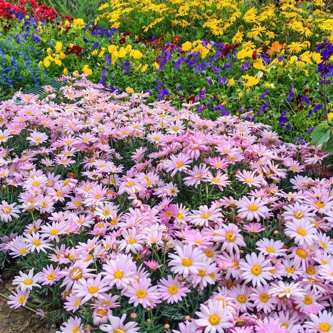 月菲