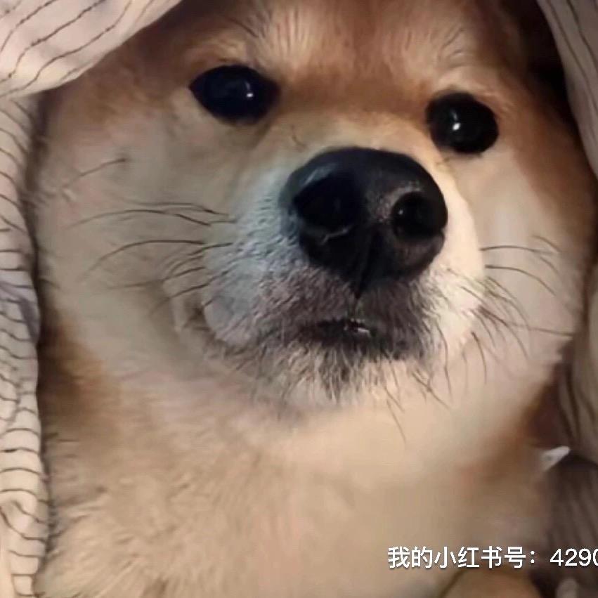 土豆炒马铃薯