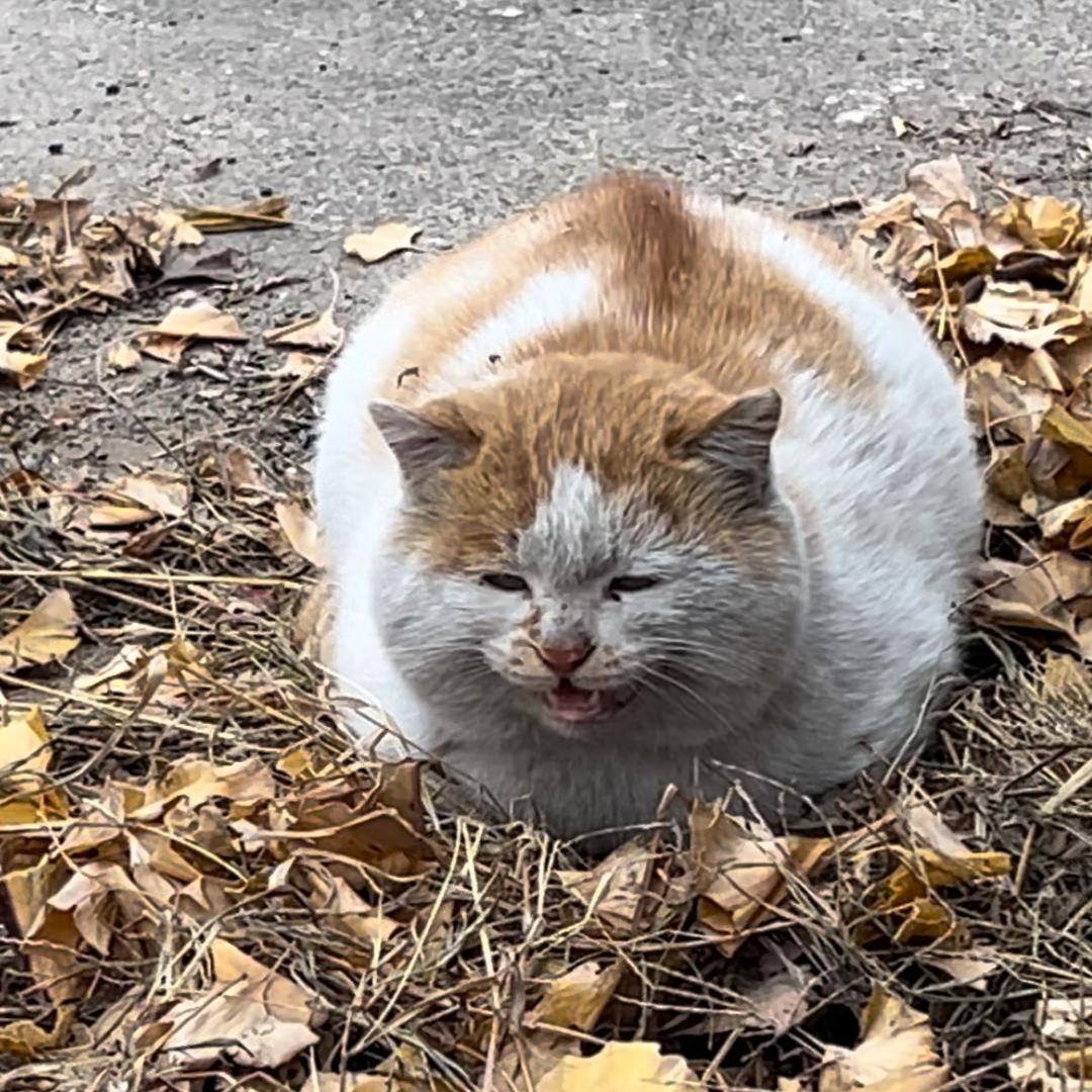 大肥是只猫