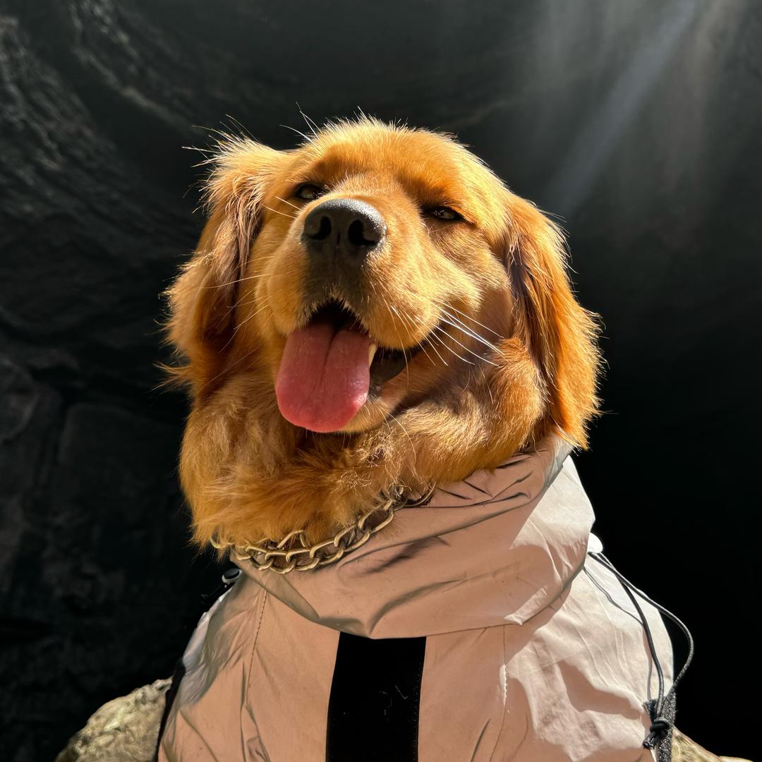 金毛李乖乖