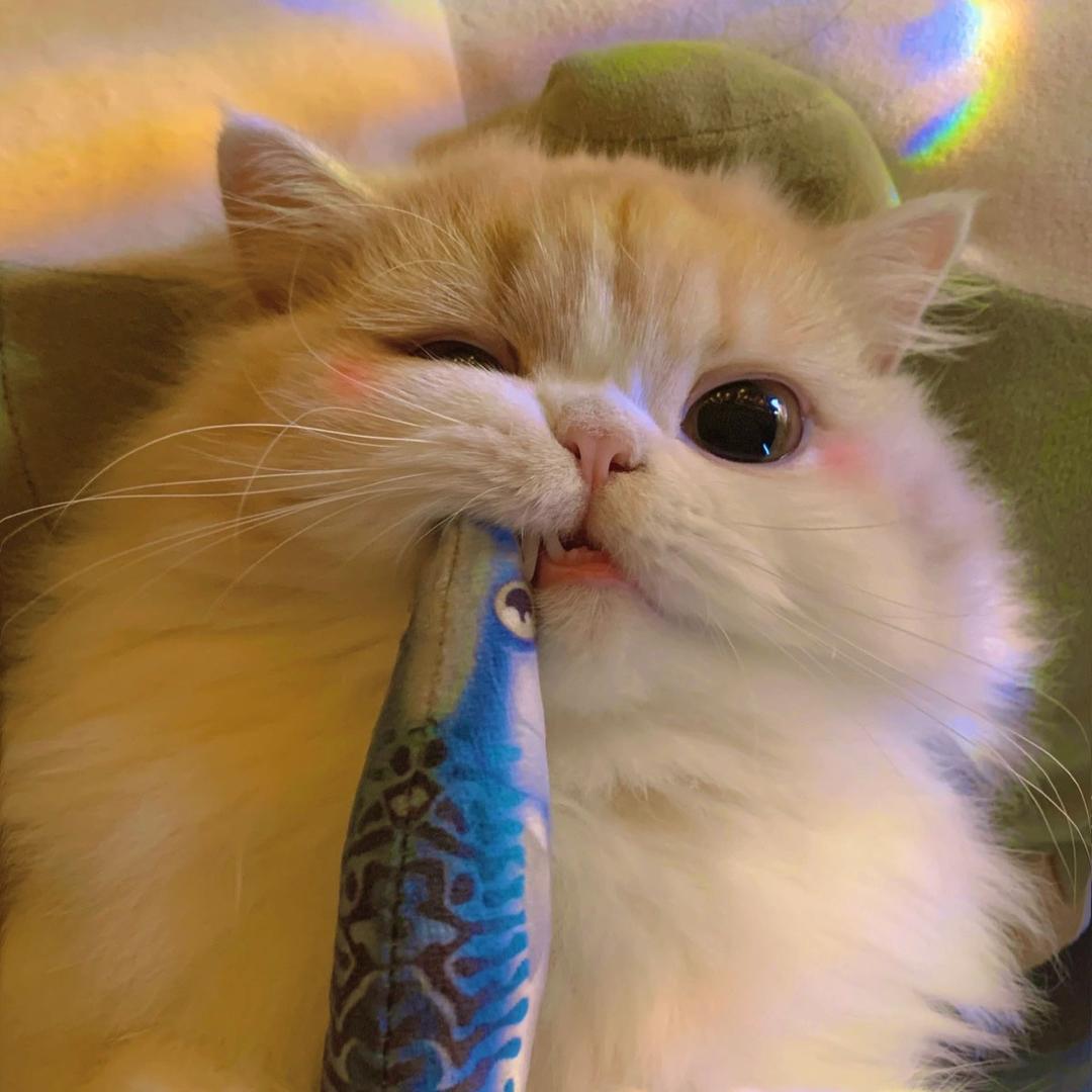 是这个呼呼吖