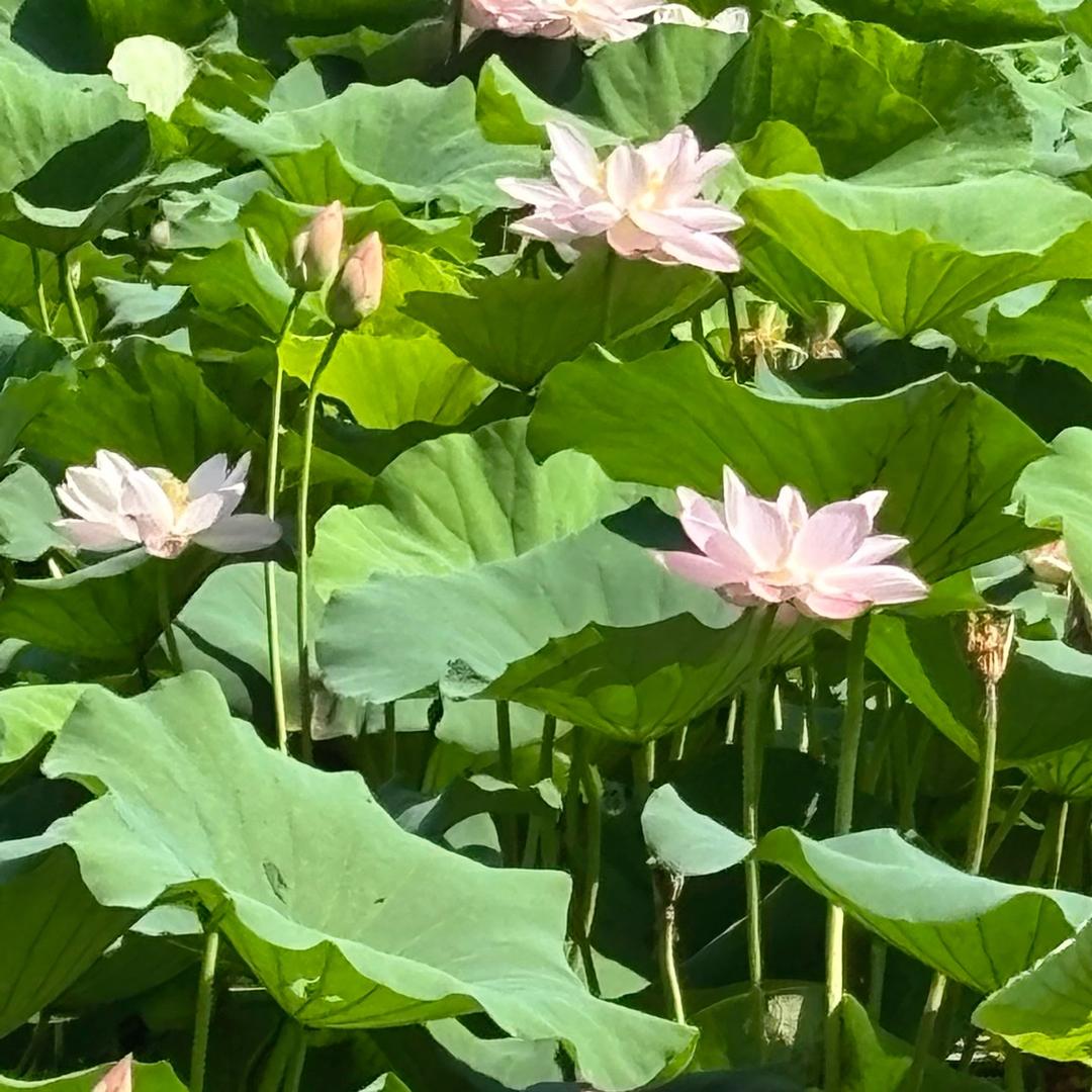 小玪