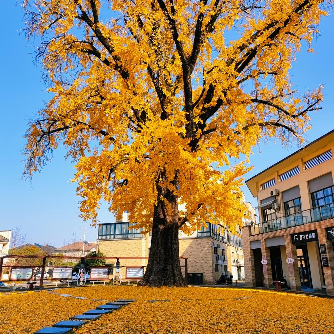 紫色花开
