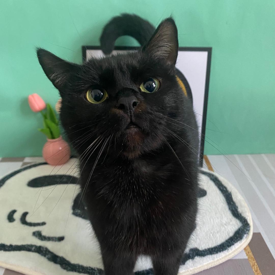 有点意思的小猫咪