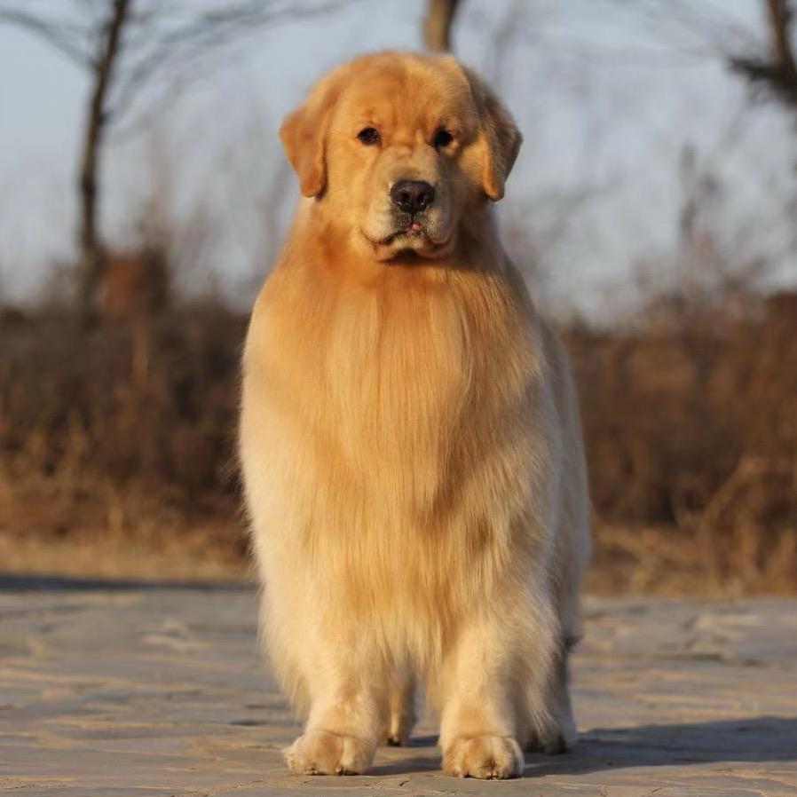 金星金毛犬舍
