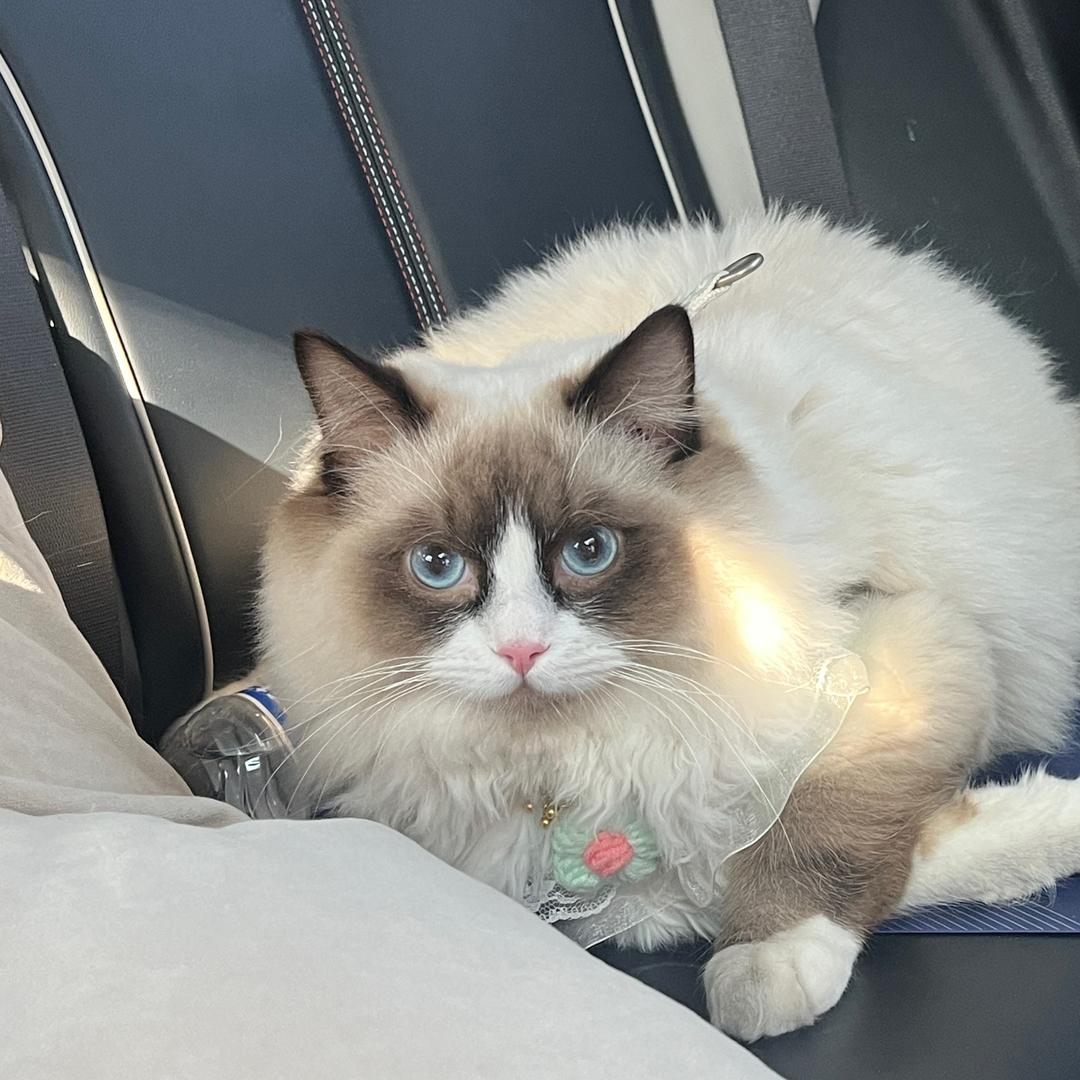 不布黑🐱