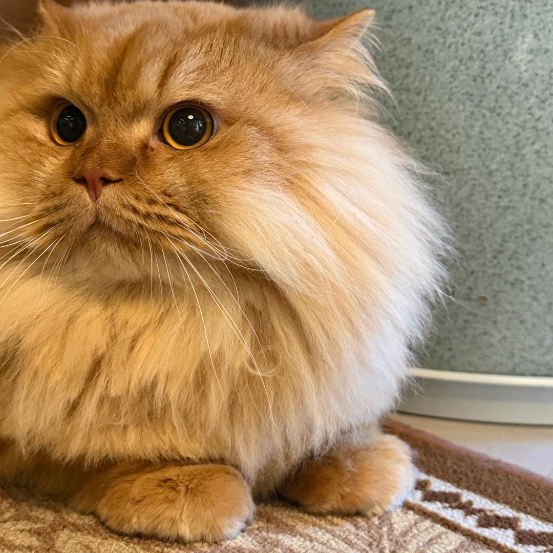 啾咪是个小宝宝～