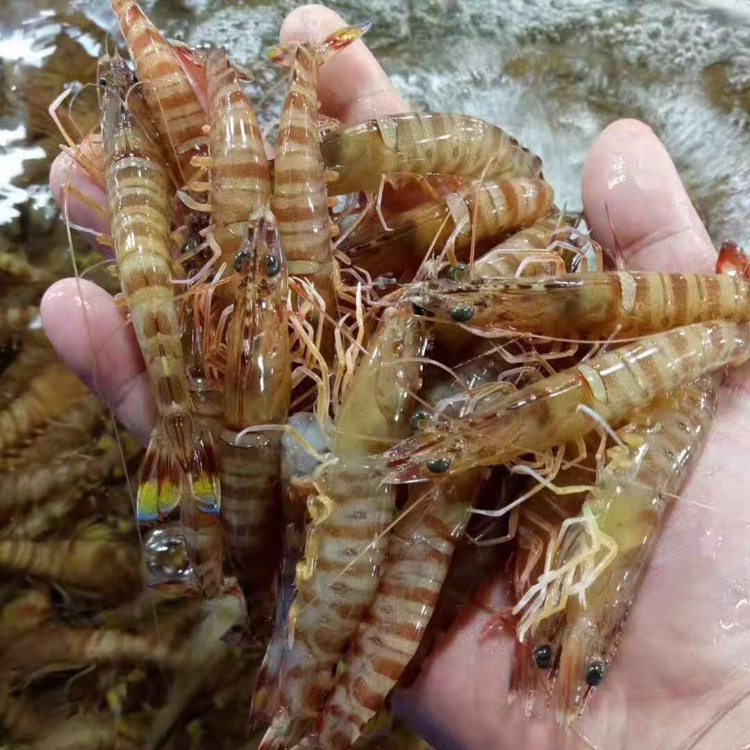 烁烁海鲜产地严选