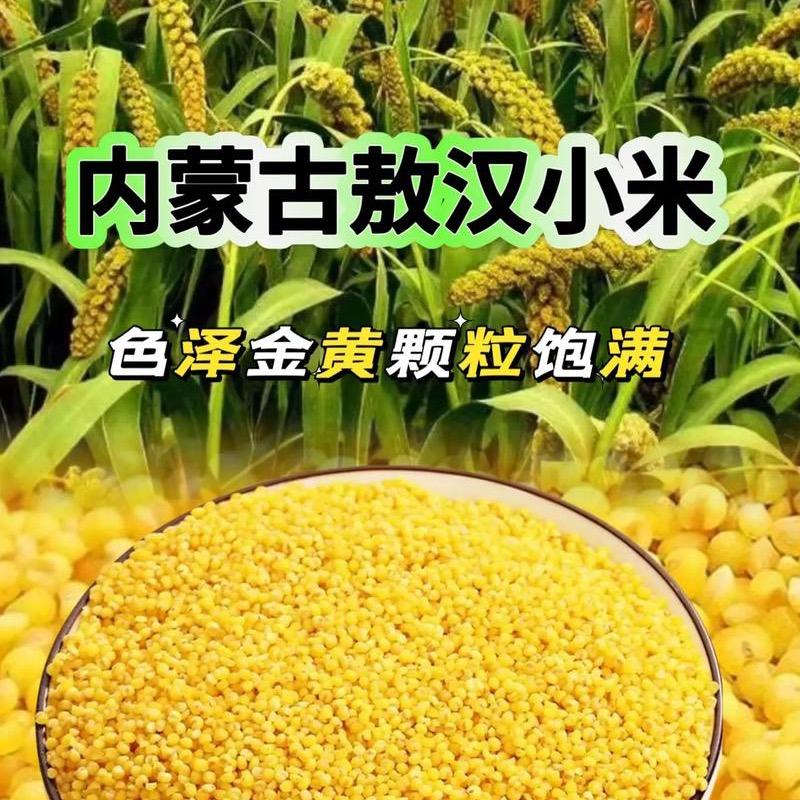 内蒙糯黄小米2