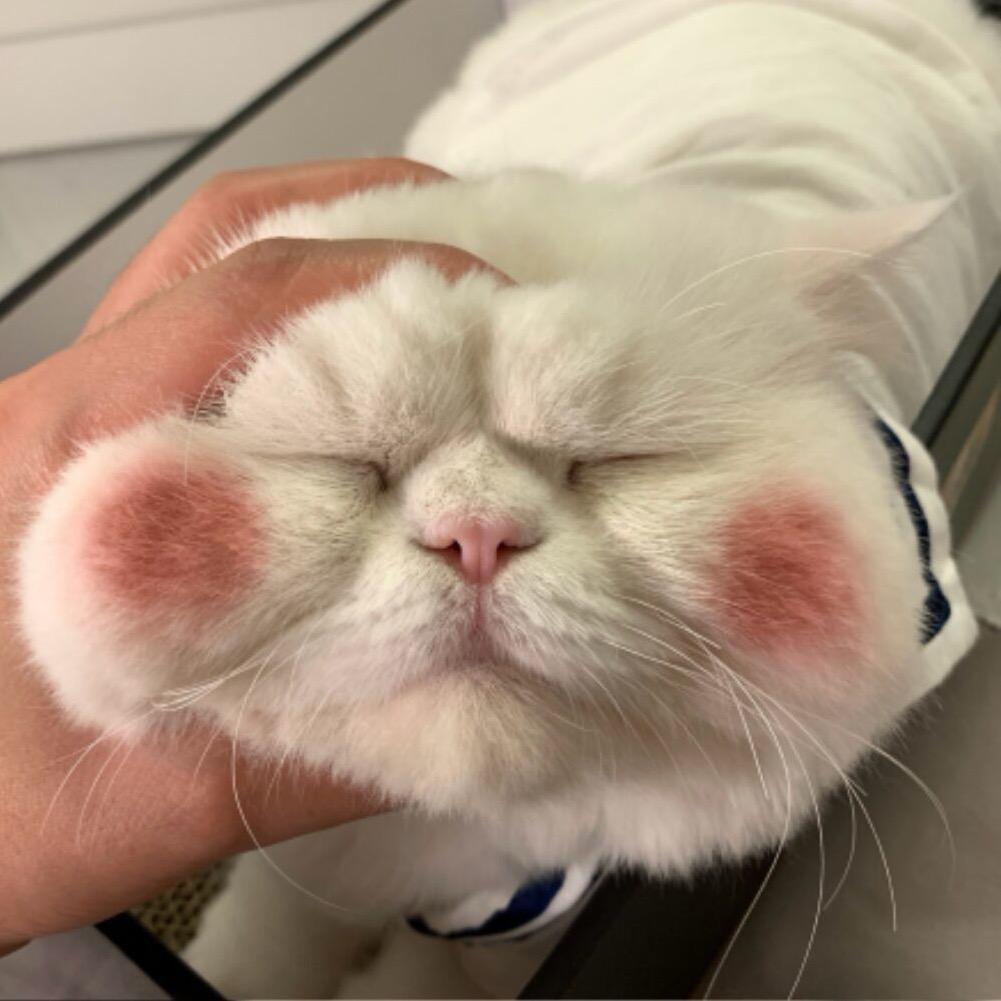 脆弱蛋挞