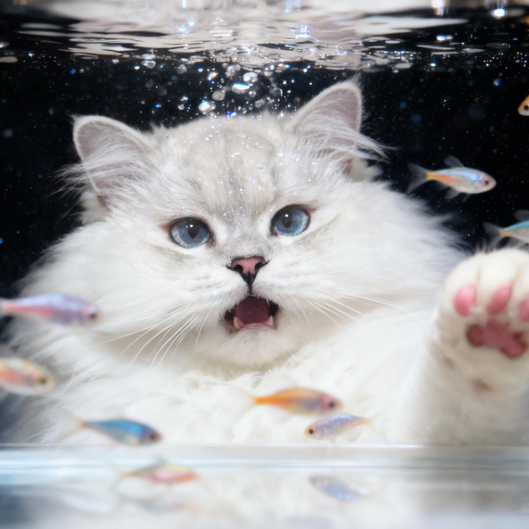 好多小鱼干🐟