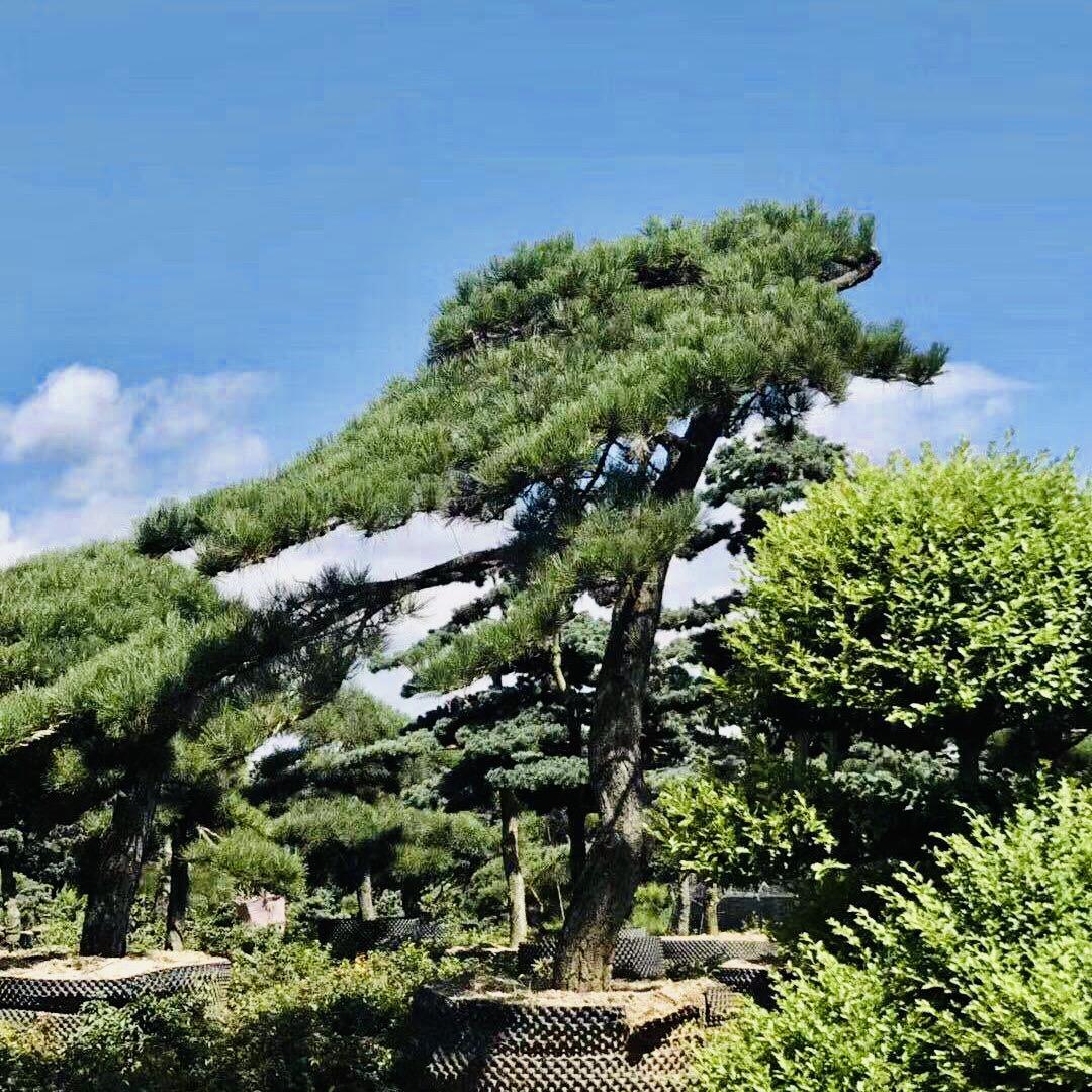 花木盆景墅院景观