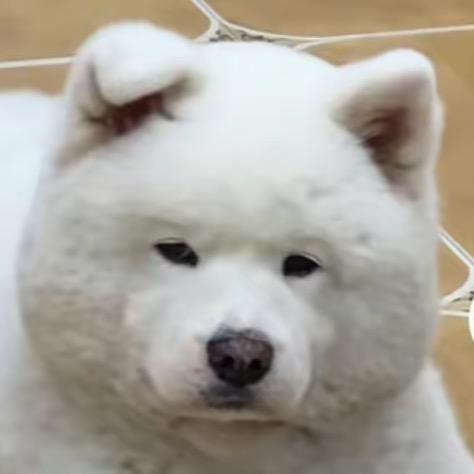 死面馒头