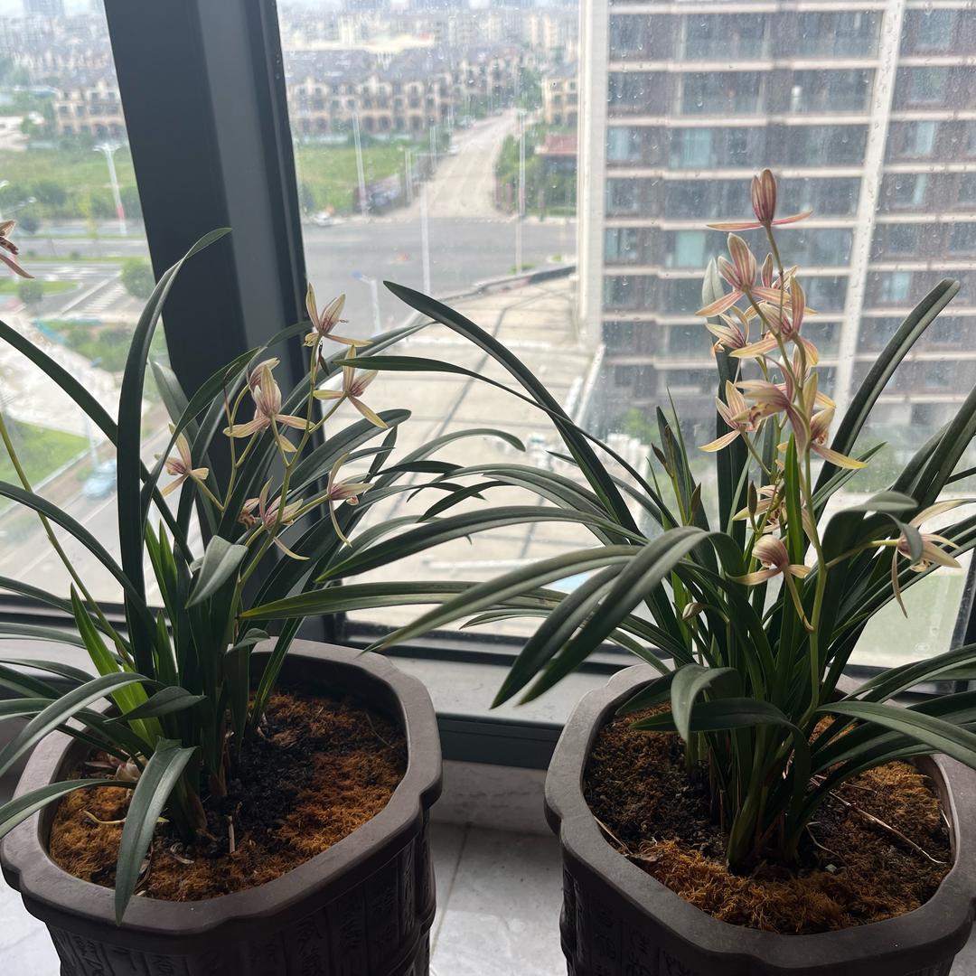 玉树临风的临