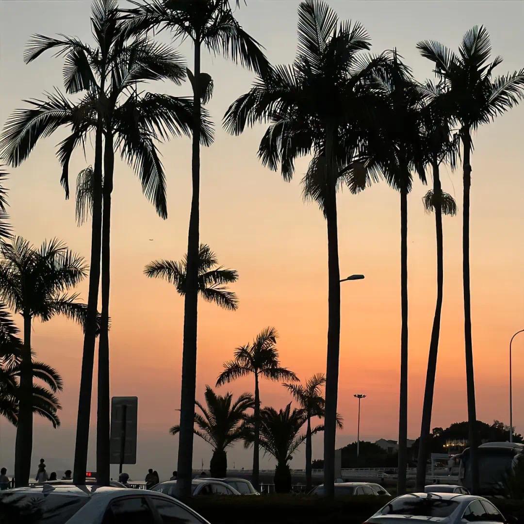 绿野盆栽植园基地