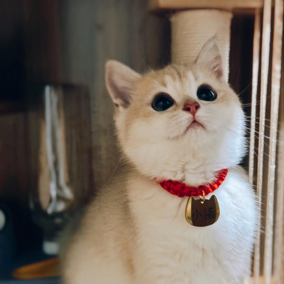 吴小柒7️⃣