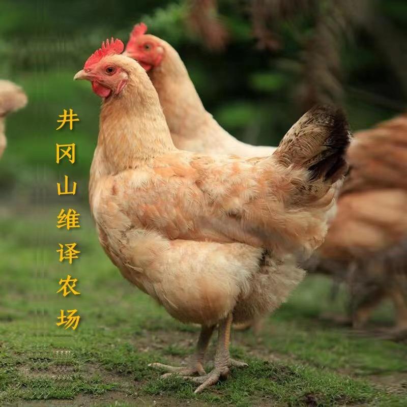 井冈山维译农场