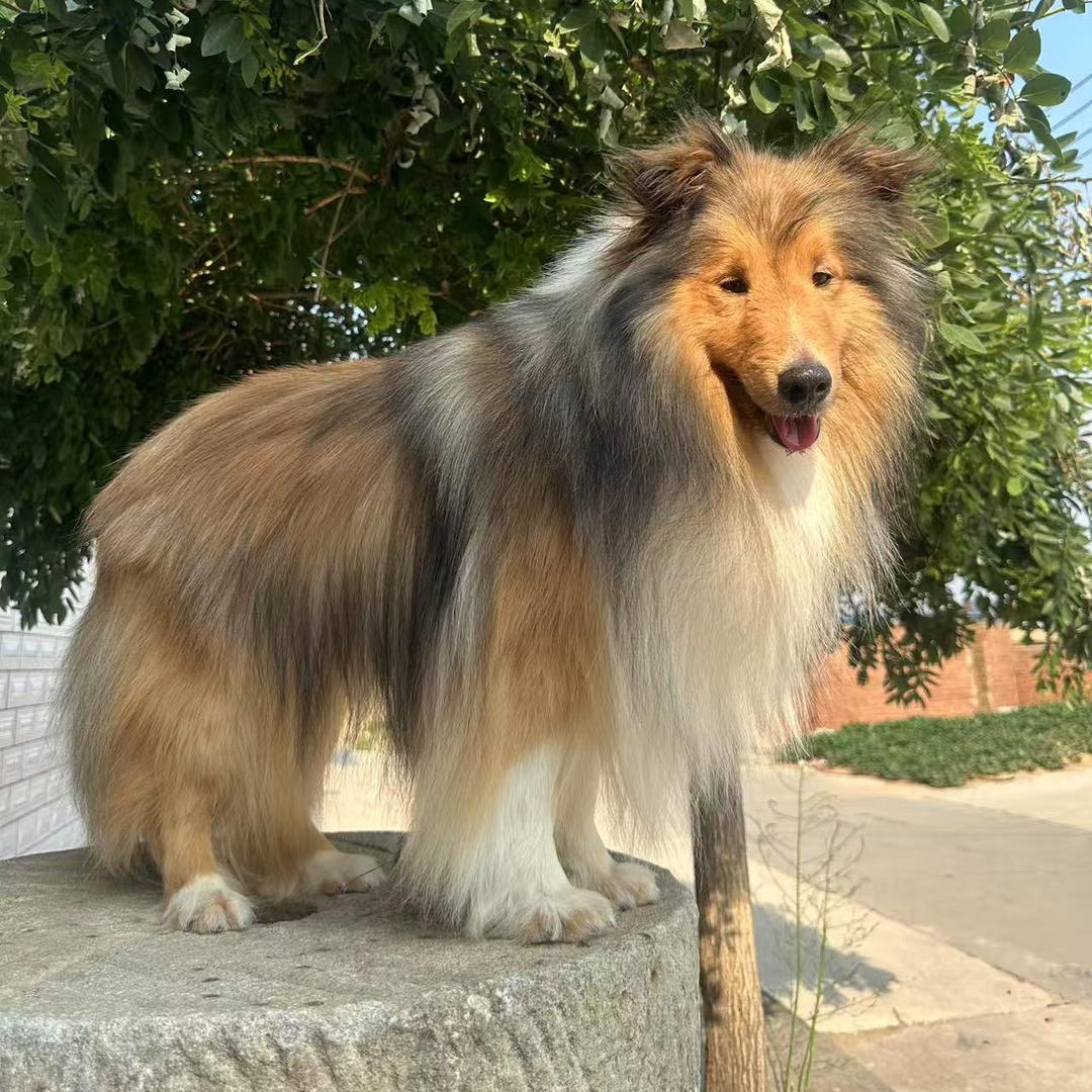 @唐山荣耀喜乐蒂