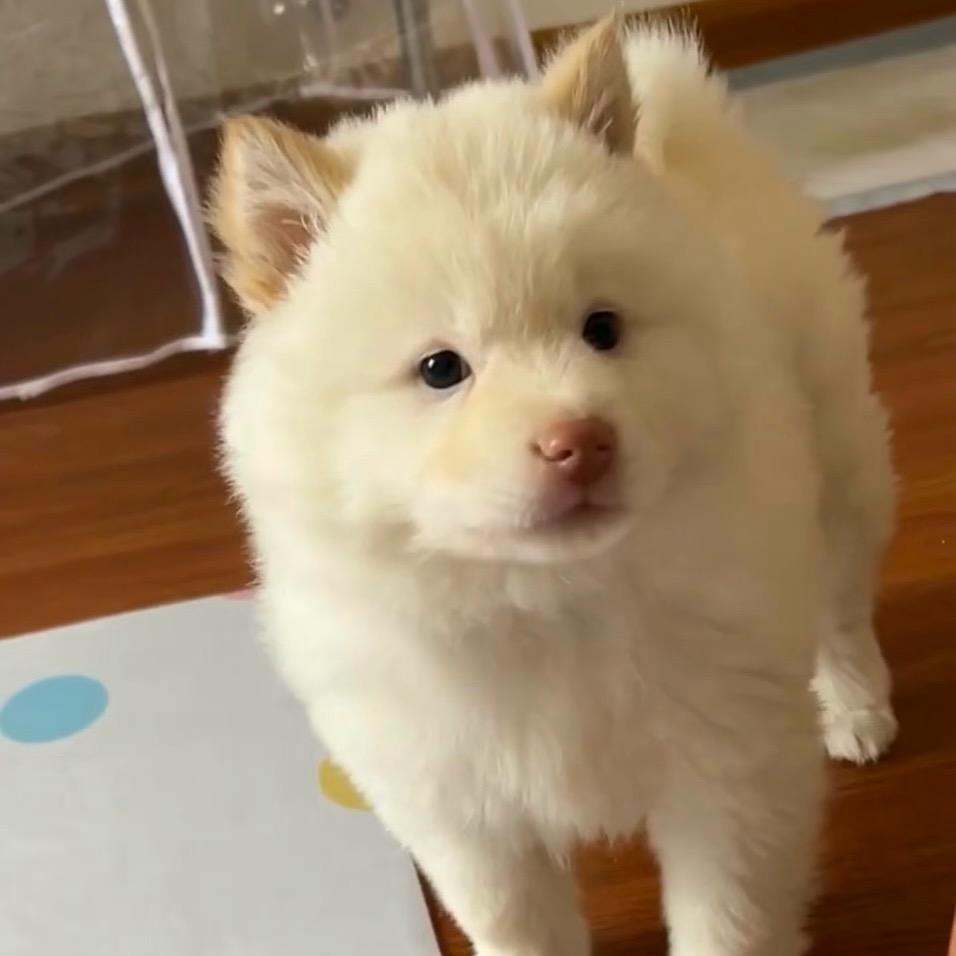 啊壮田园犬