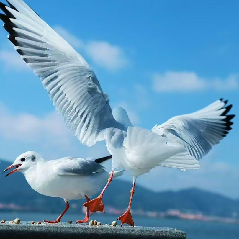 林子