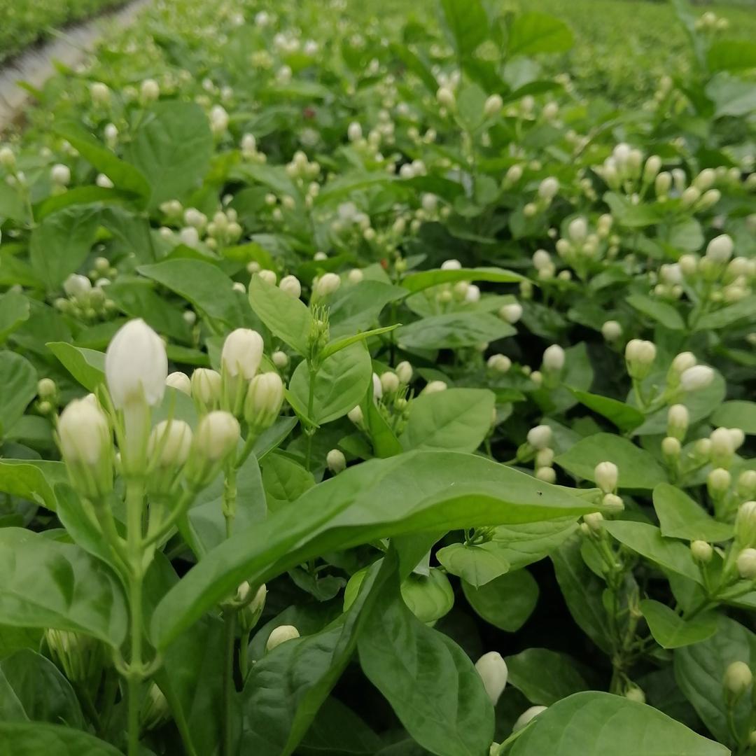 横县木子茉莉园艺