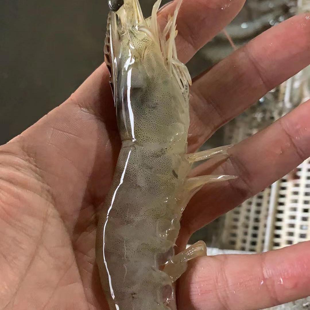 荣合水产 大亮の虾