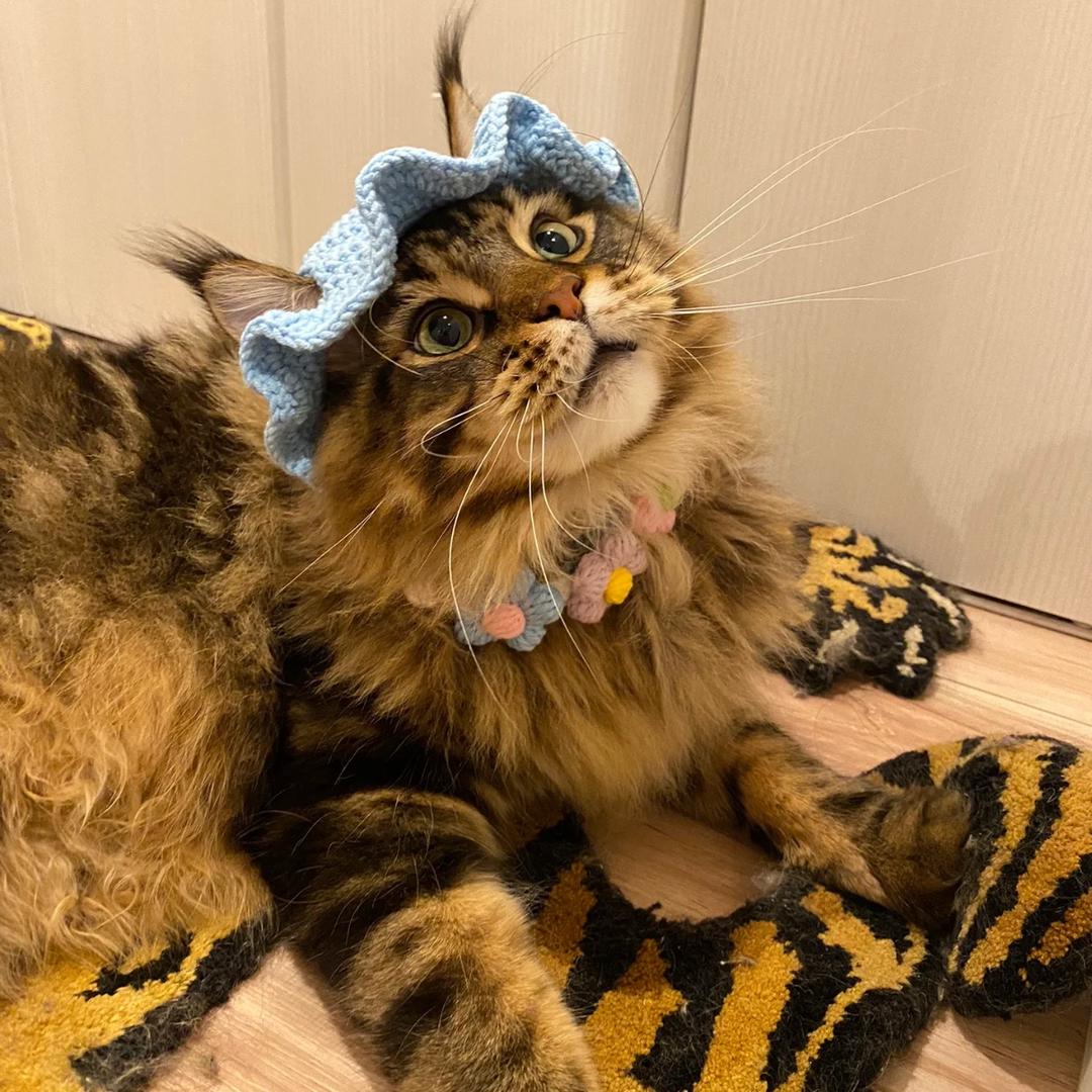 kittylitter头像