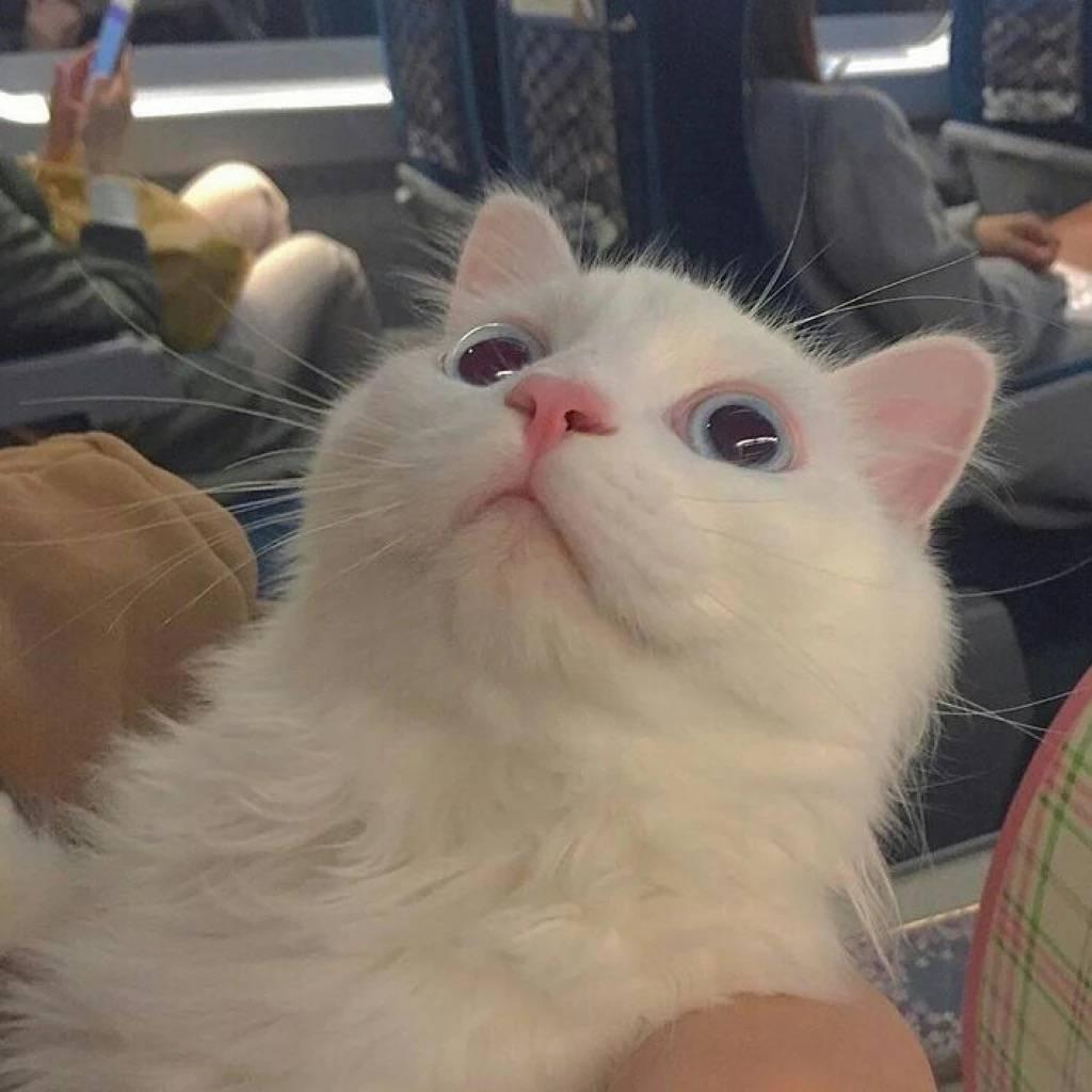 麦娴鱼.