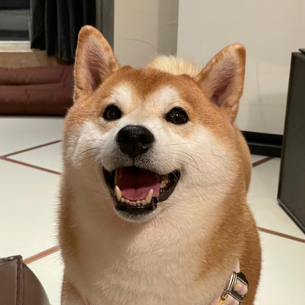 饿犬栗子🌰