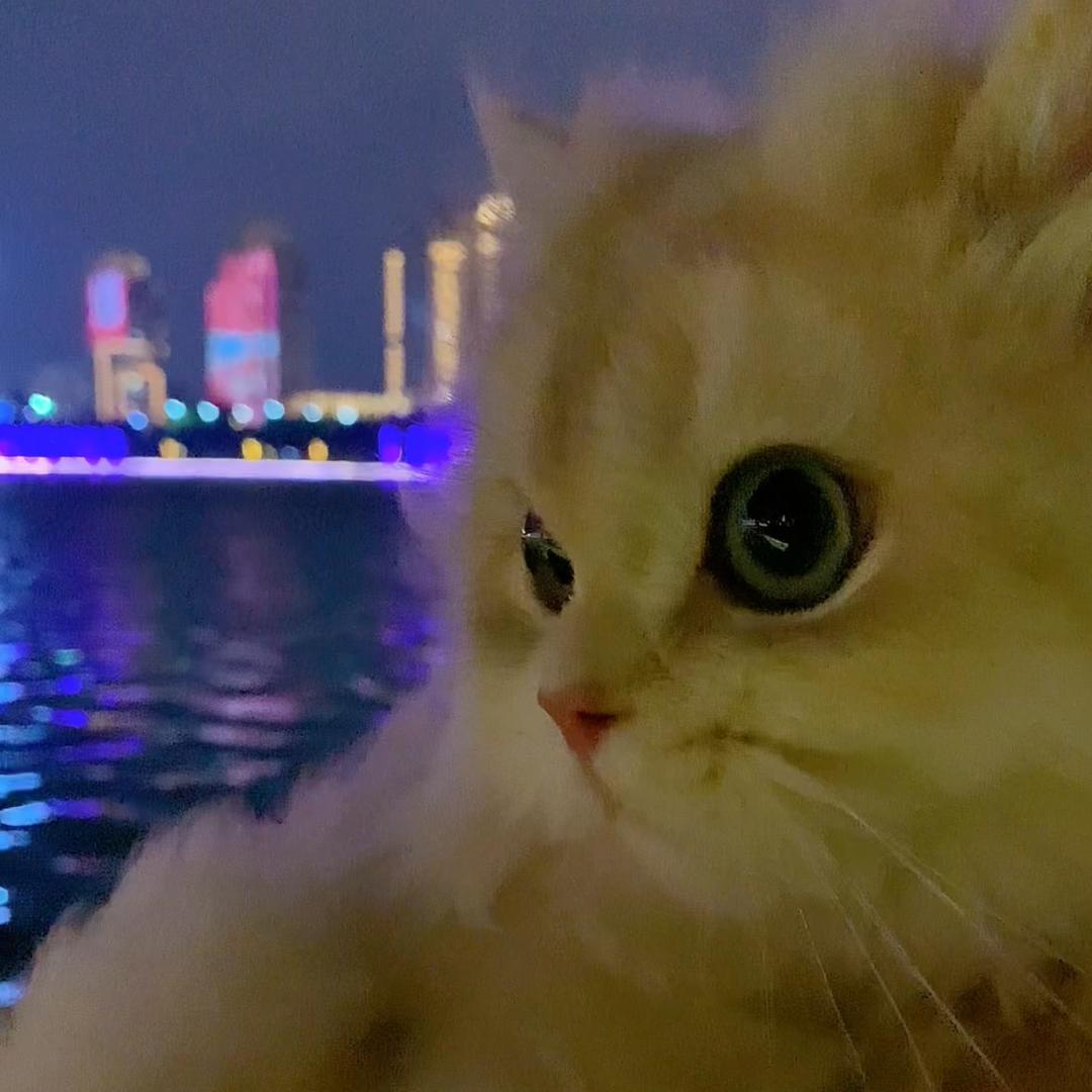 猫咪甜又乖