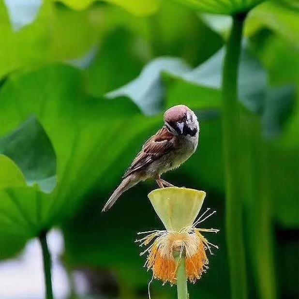 绿萍