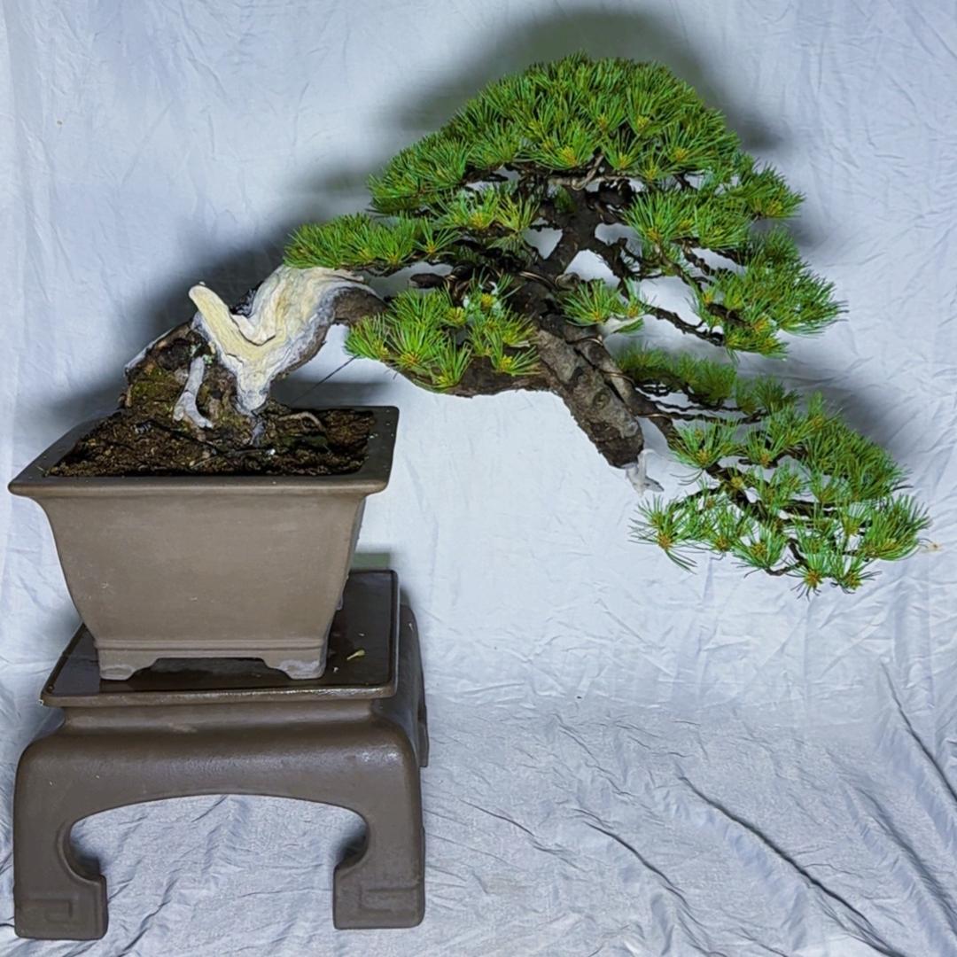 茹姝盆景园