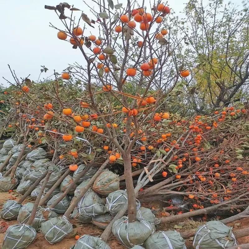 绿韵臻选阁