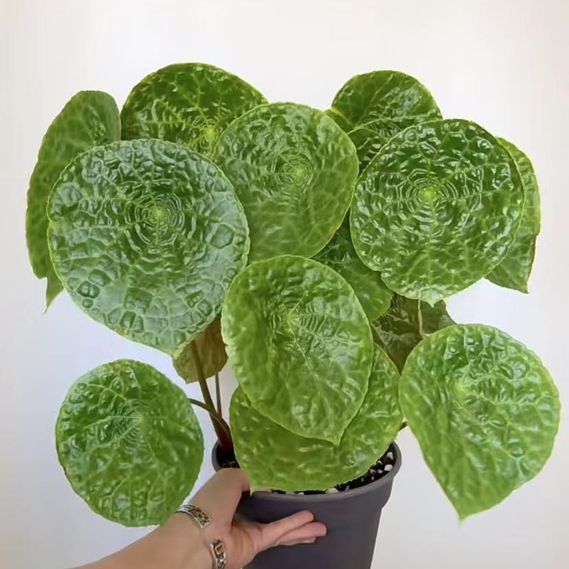 杨子园艺花花世界