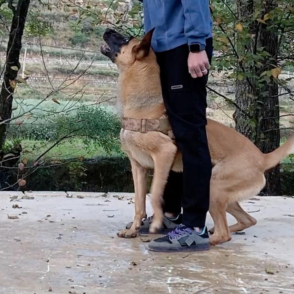永良训犬
