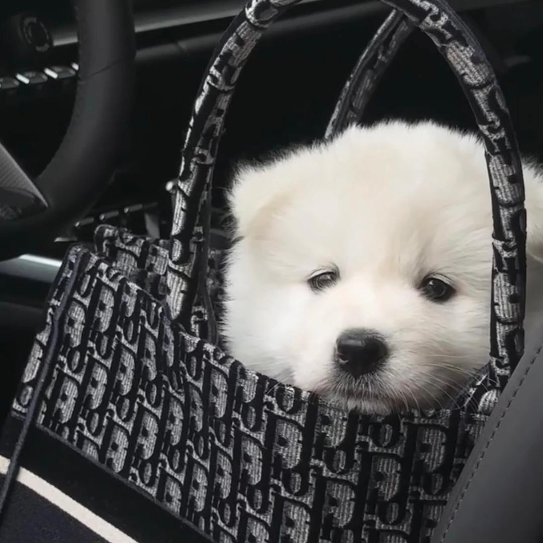 zyz💤