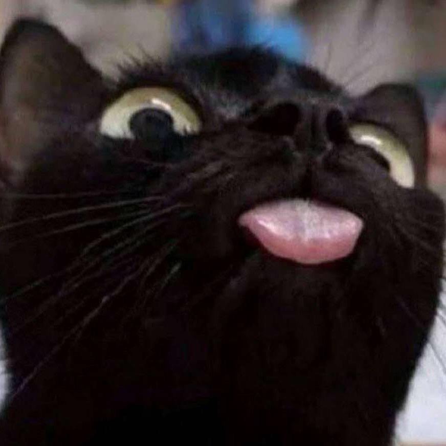 米缸里的洗猫🍚