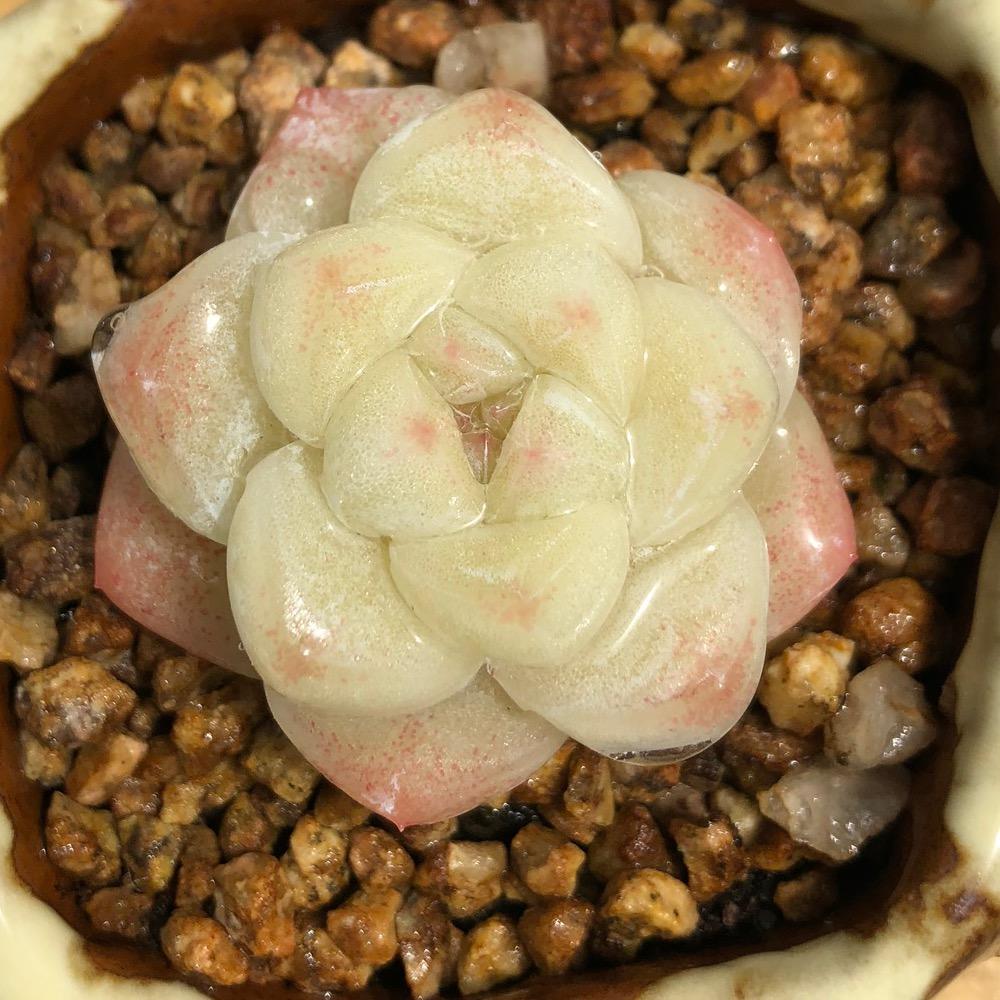 爱肉肉园艺