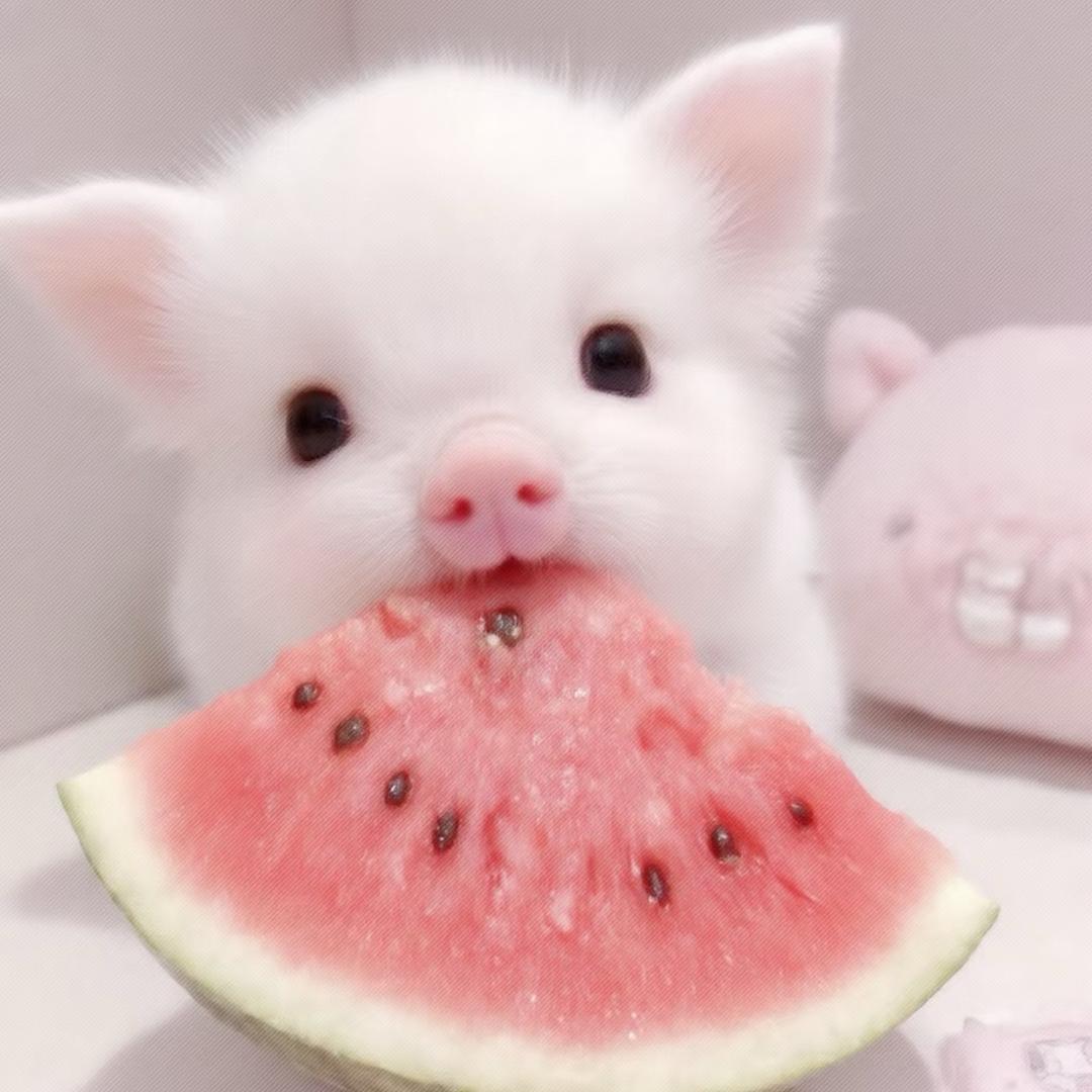 呆瓜