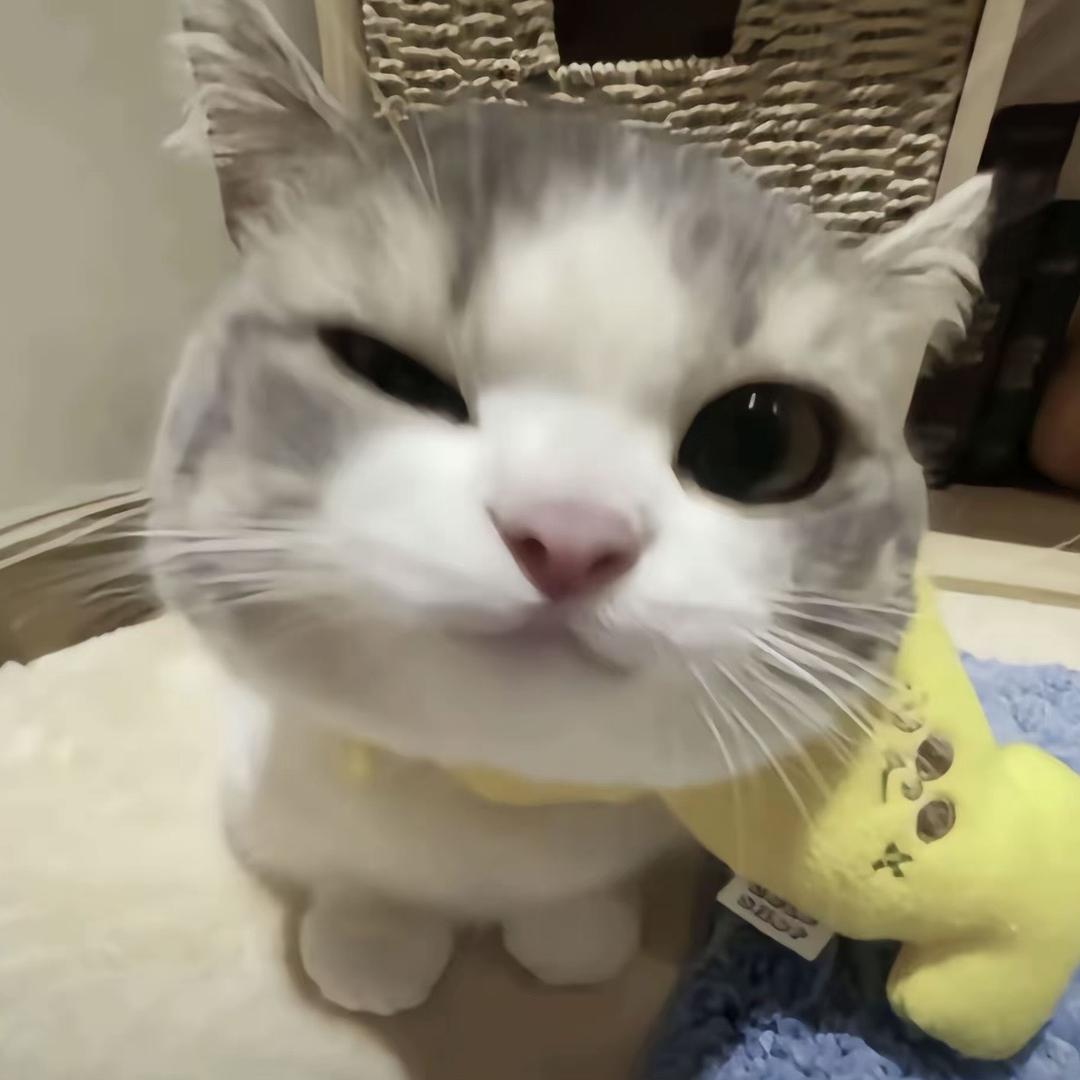 没头脑🐾