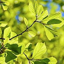 土生土长的优品