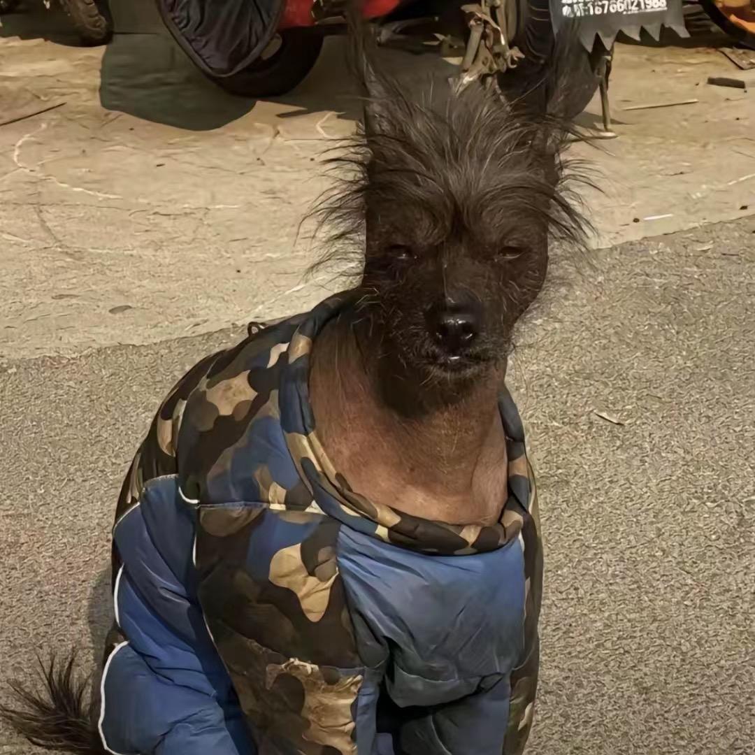 恐龙