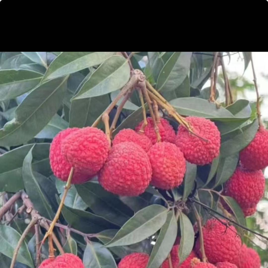 小蝈蝈互联网水果小铺