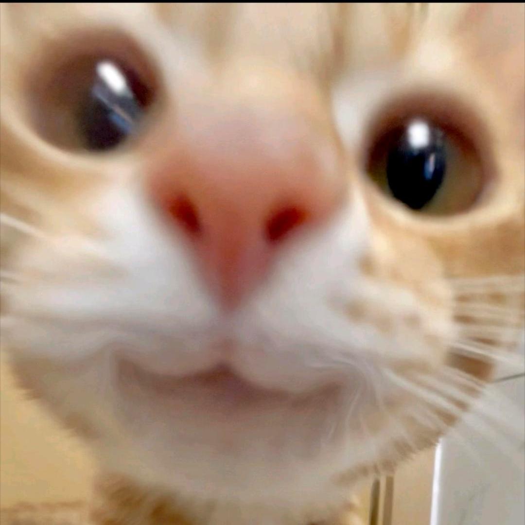 肥肥猫