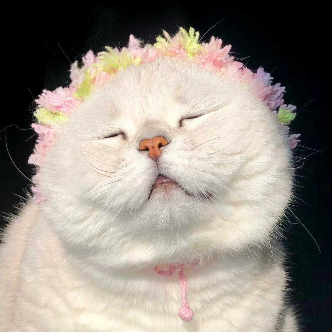 ʕ̯•͡˔•̯᷅ʔɞ番茄你个西红柿